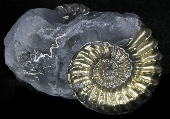 Pyritized Pleuroceras Ammonite - Germany #33064